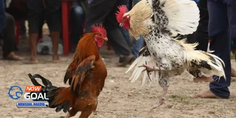 Đá gà cựa sắt Đá gà cựa sắt