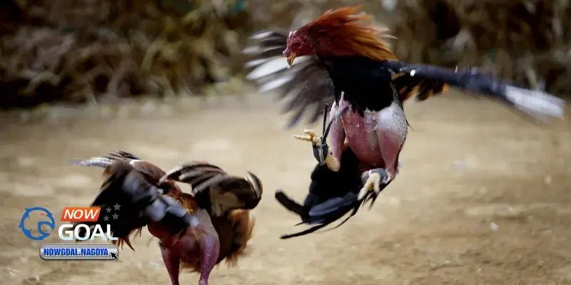 Đá gà trực tuyến