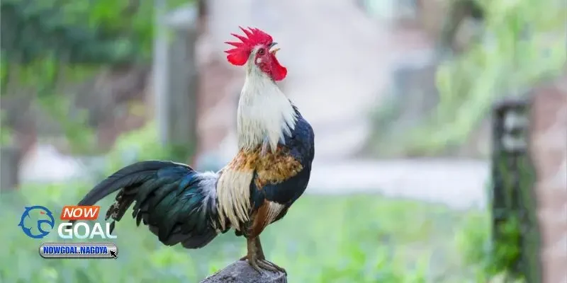 đá gà Campuchia đá gà Campuchia