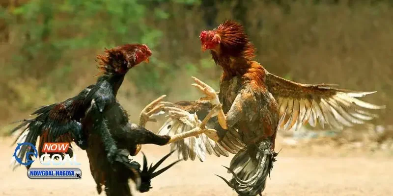 Đá gà cựa sắt Đá gà cựa sắt