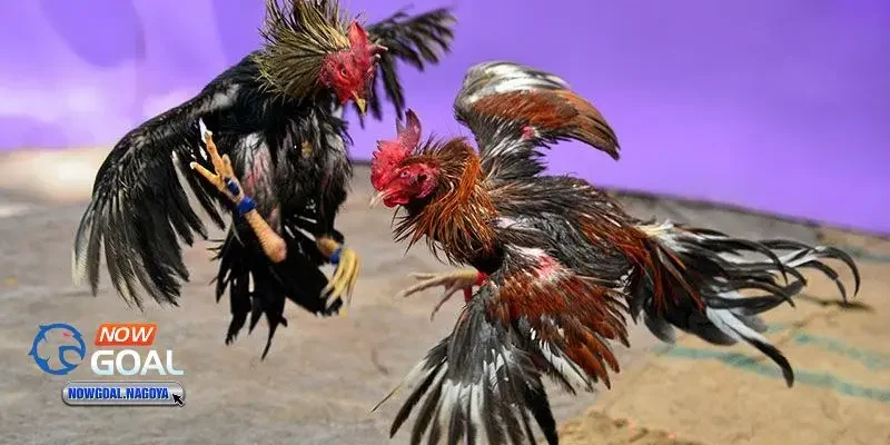 đá gà Campuchia đá gà Campuchia